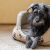 Psi kącik – jak urządzić przestrzeń dla psa?
